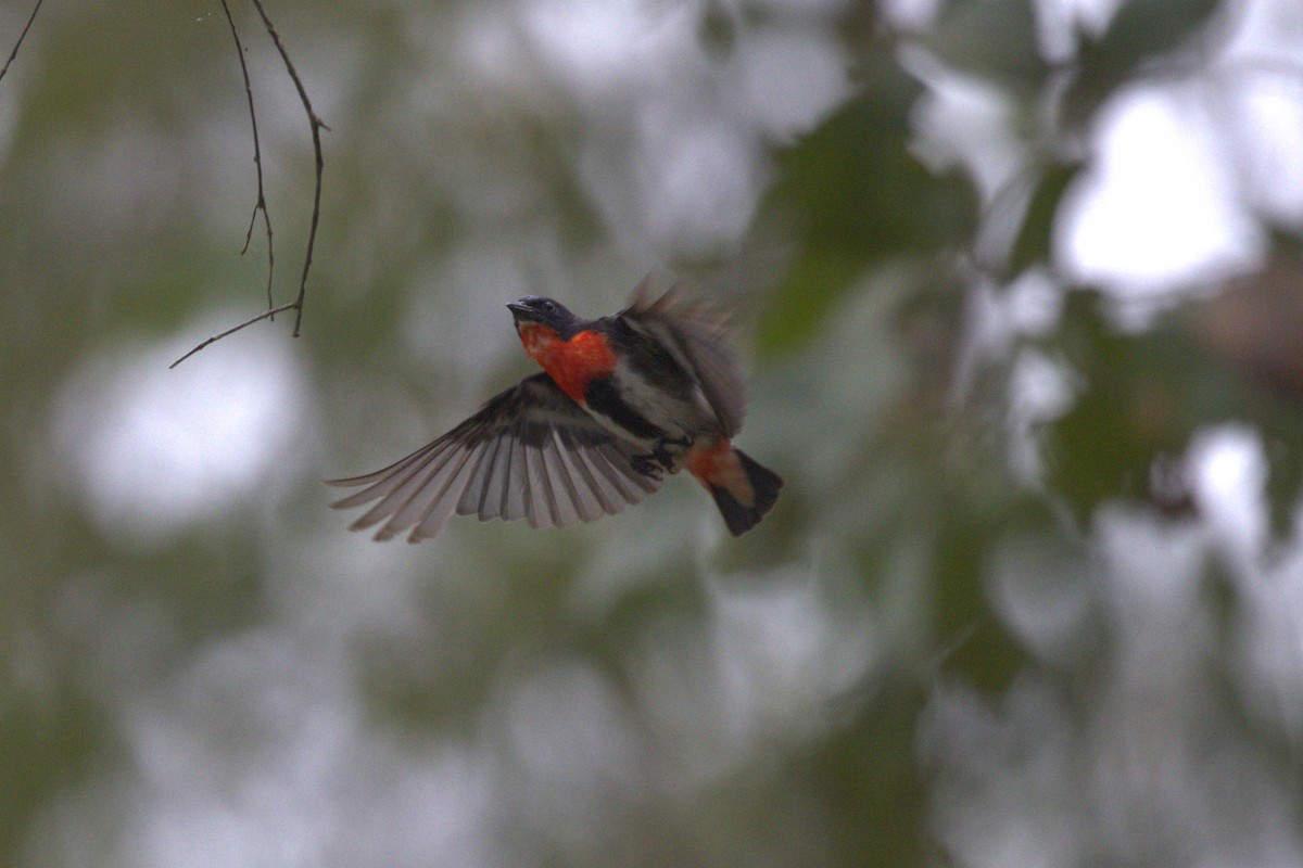 Mistletoebird - ML651850177