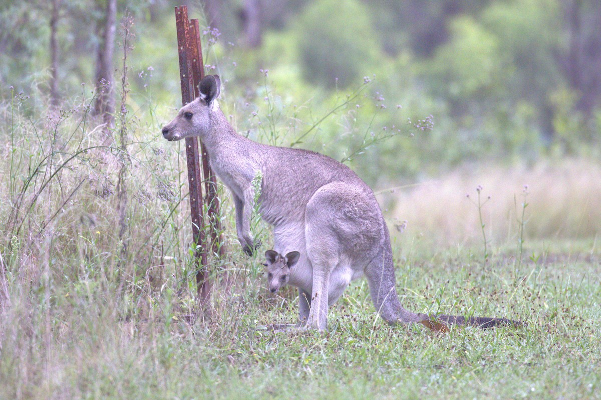 Eastern Grey Kangaroo - ML651850184