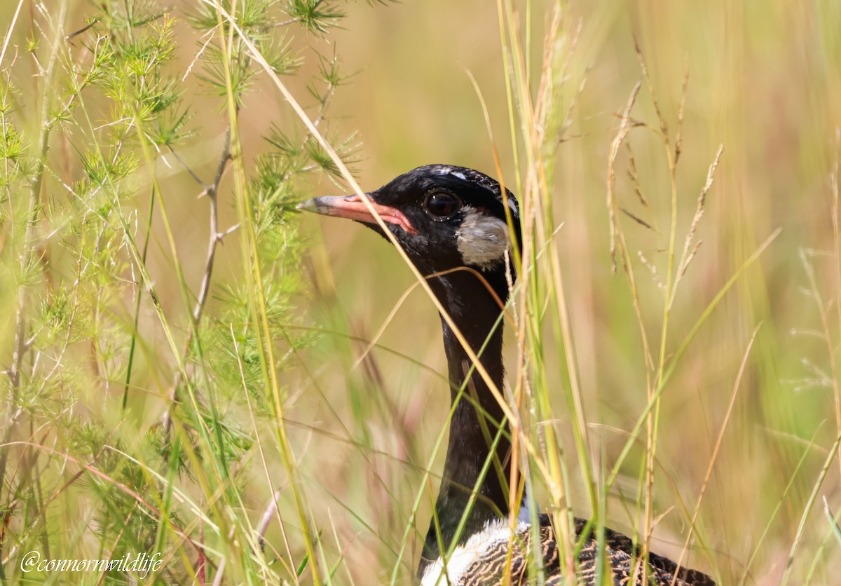 Белокрылый корхан - ML651850233