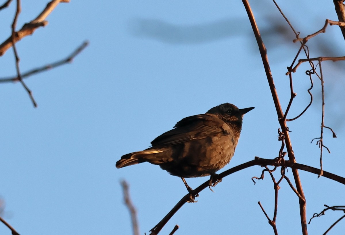 kanadatrupial - ML651851478