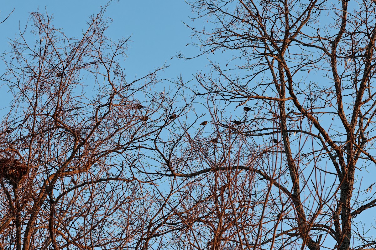 kanadatrupial - ML651851492