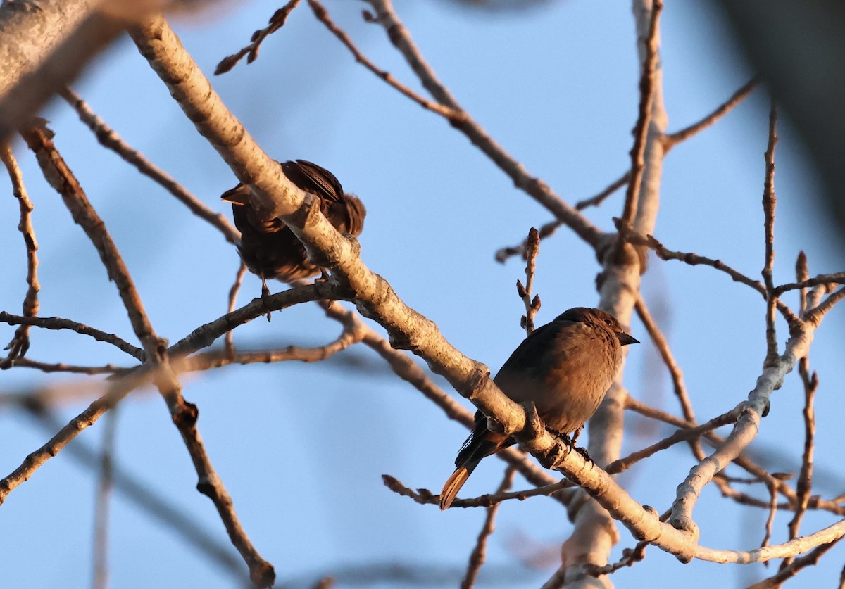 brunhodetrupial - ML651851518