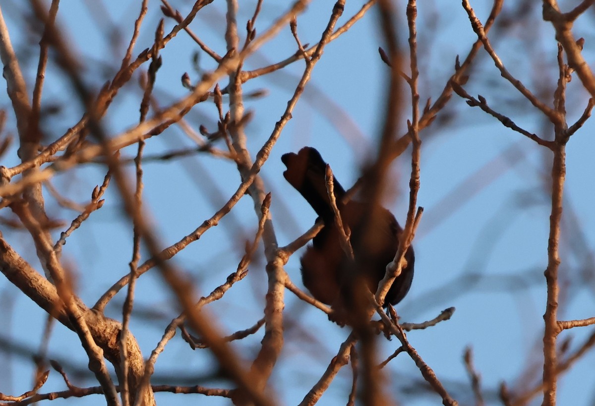 glanstrupial - ML651851536