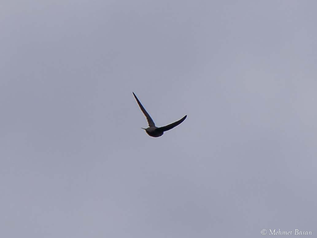 tårnseiler - ML651851579