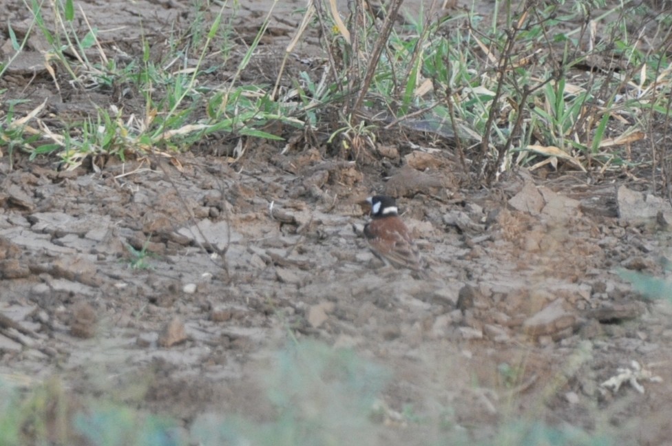 skřivan bělouchý - ML651852517