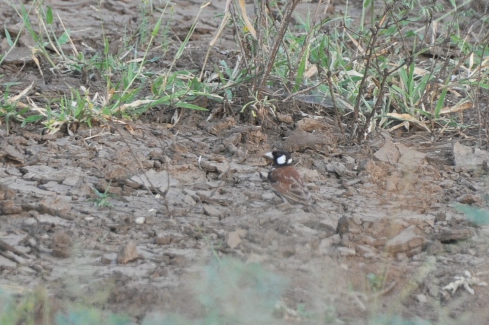 skřivan bělouchý - ML651852532