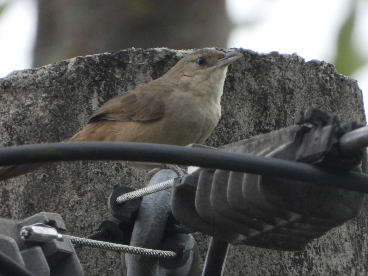 Plain Thornbird - ML651852742