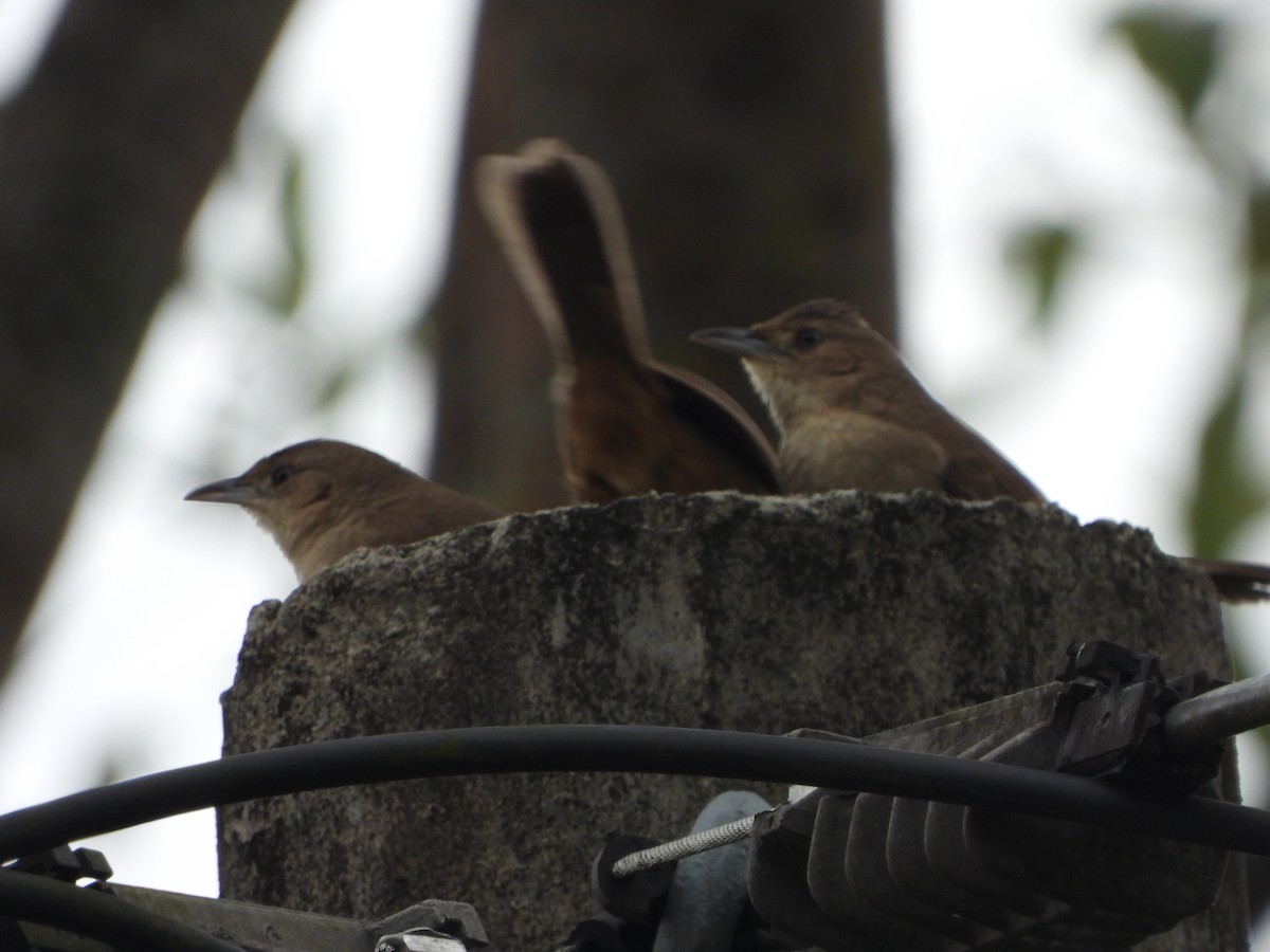 Plain Thornbird - ML651852744