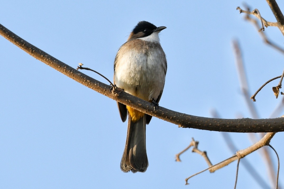 brunbrystbylbyl - ML651852748