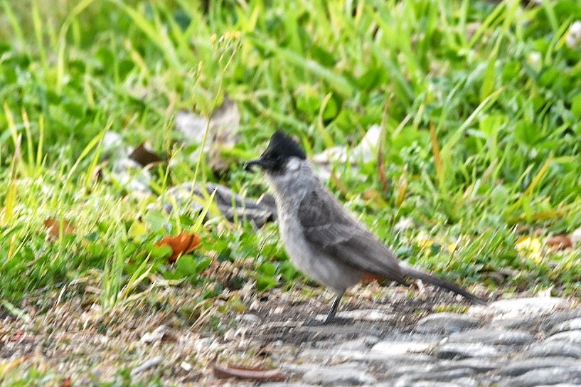 sothettebylbyl - ML651852758