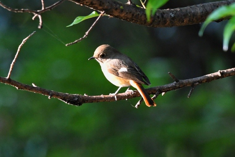 aurorarødstjert - ML651852768