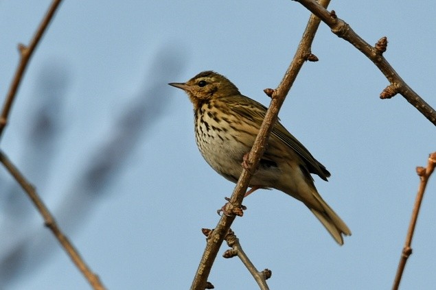 sibirpiplerke - ML651852773