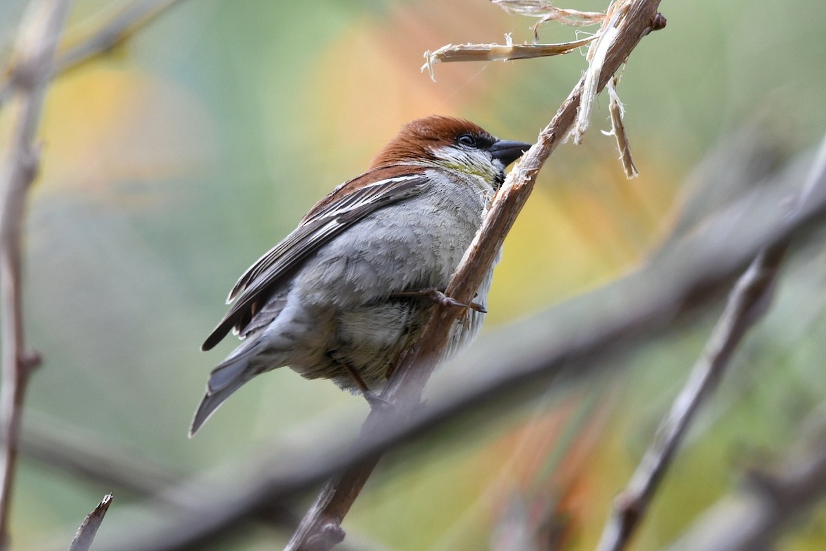 kanelspurv - ML651852776