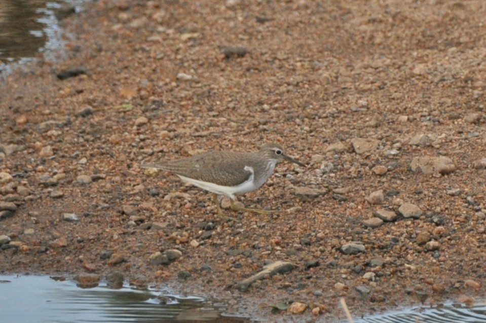 Common Sandpiper - ML651853854