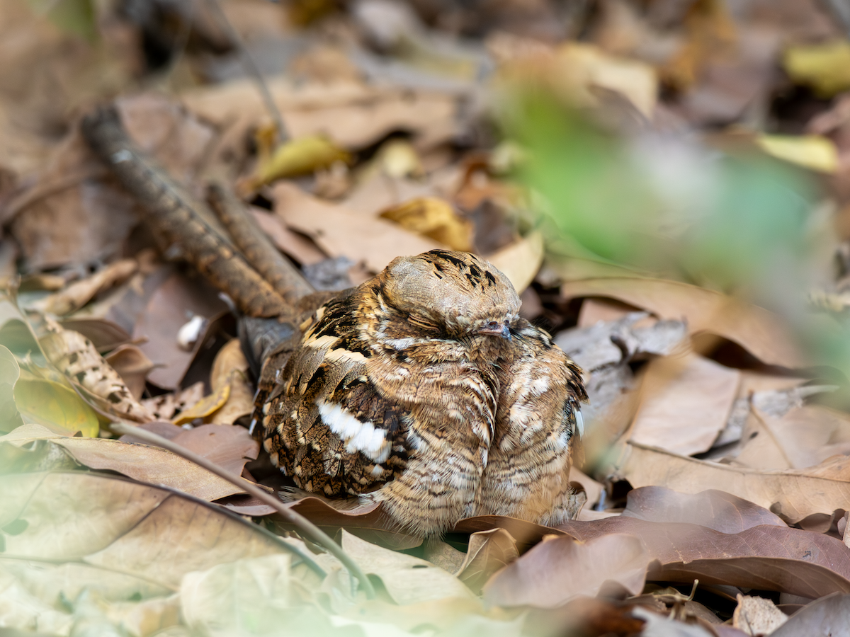 Long-tailed Nightjar - ML651854400