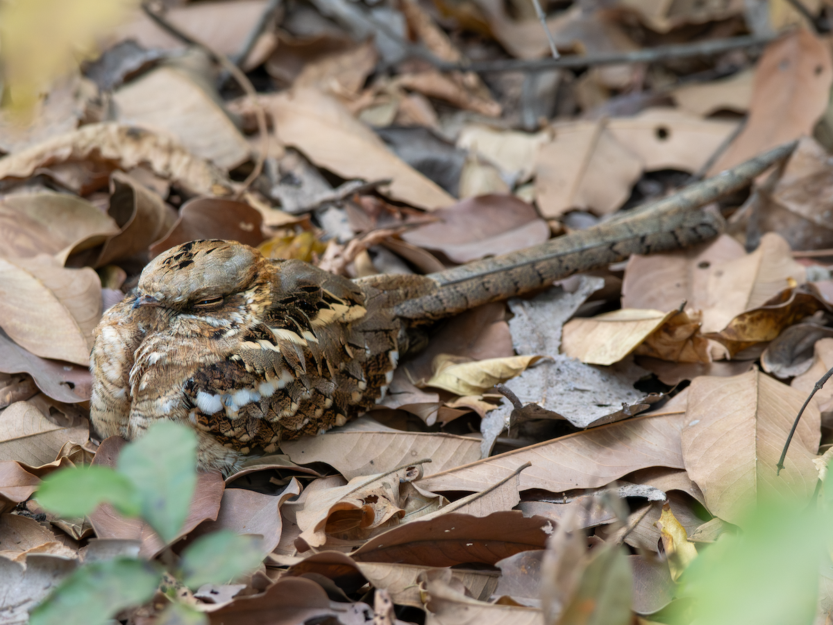 Long-tailed Nightjar - ML651854401
