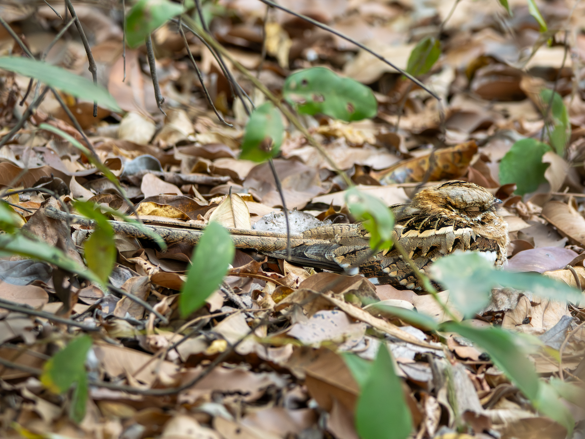Long-tailed Nightjar - ML651854402