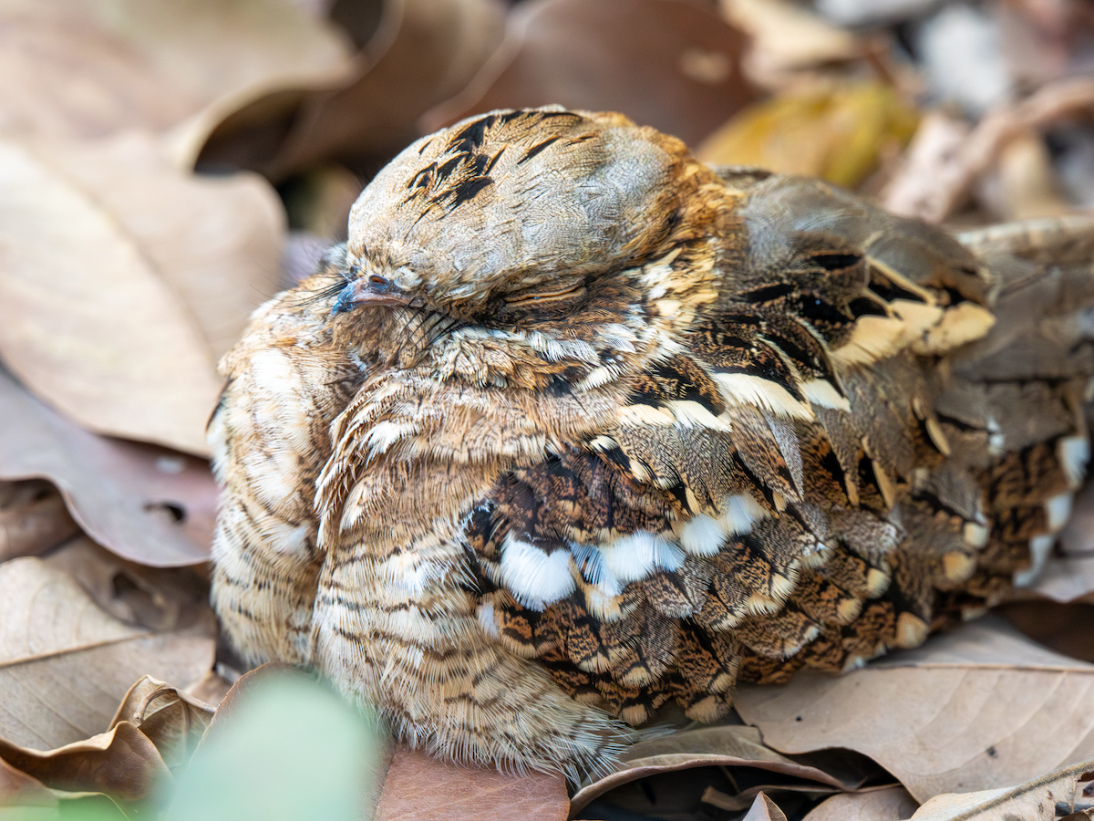 Long-tailed Nightjar - ML651854404