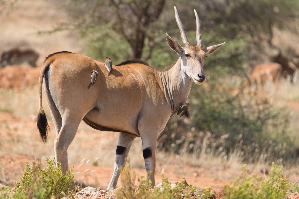 Ґедзеїд жовтодзьобий - ML651854955