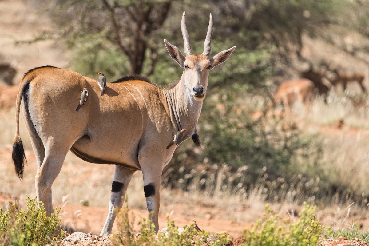 Ґедзеїд жовтодзьобий - ML651854957