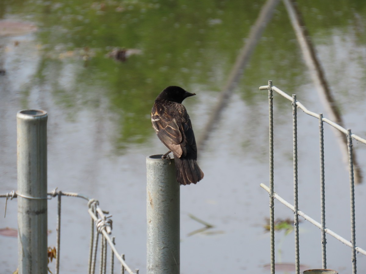 Red-winged Blackbird - ML651855114