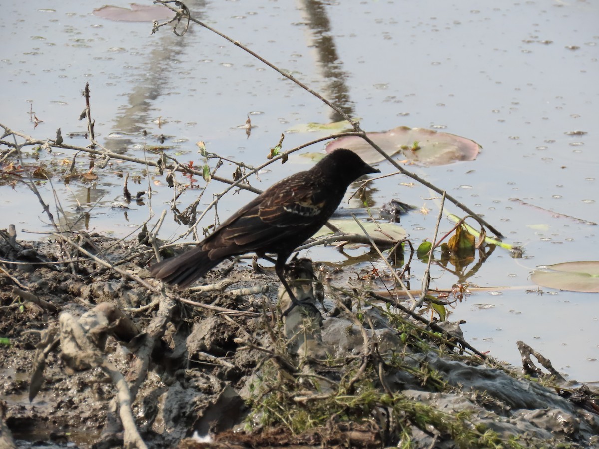 Red-winged Blackbird - ML651855115