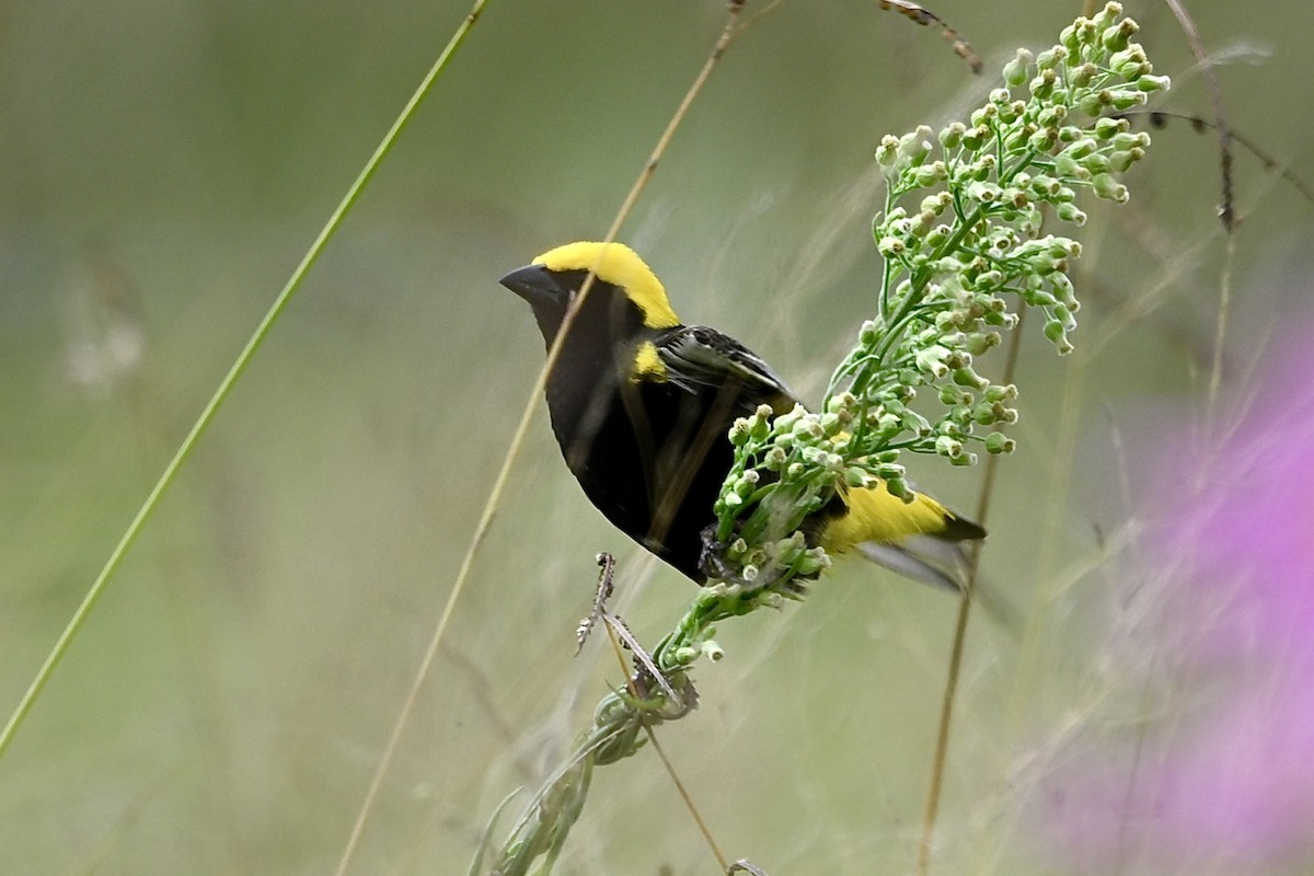 Euplecte vorabé - ML651855209