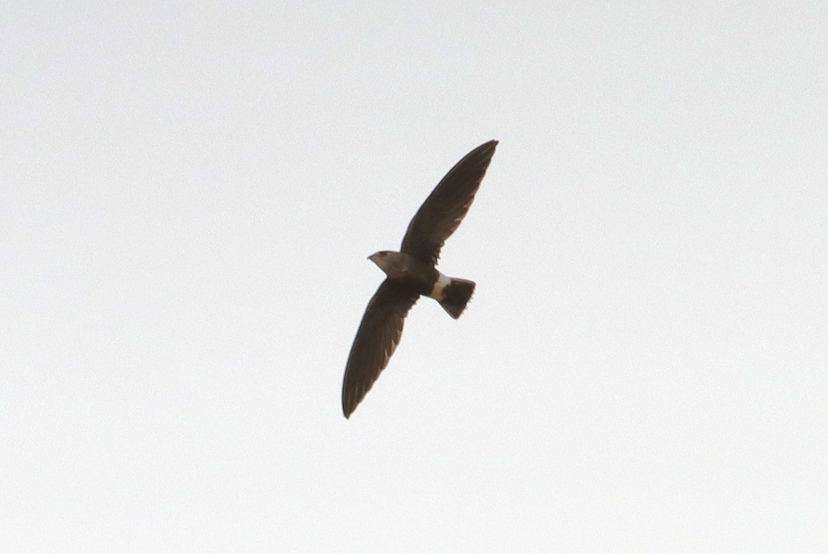 Baobab İğnekuyruğu - ML651855344