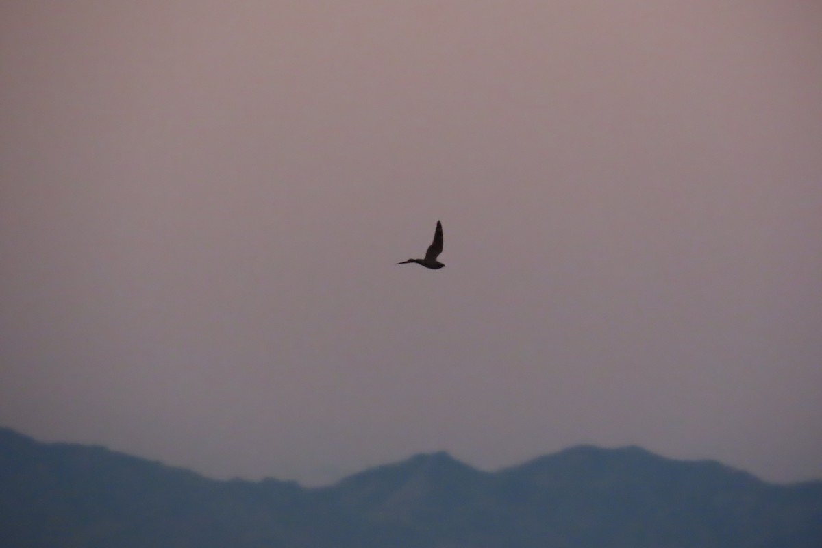 コアメリカヨタカ - ML651855539