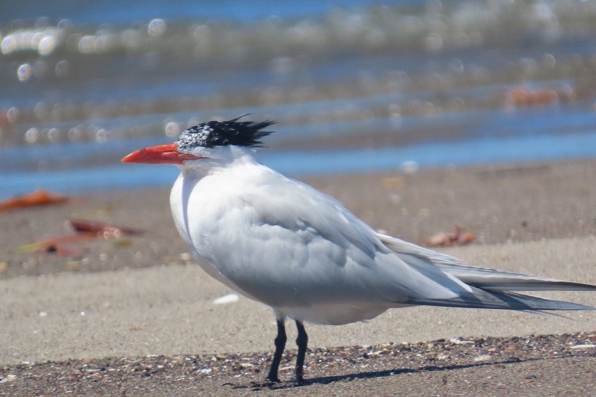 アメリカオオアジサシ - ML651855698