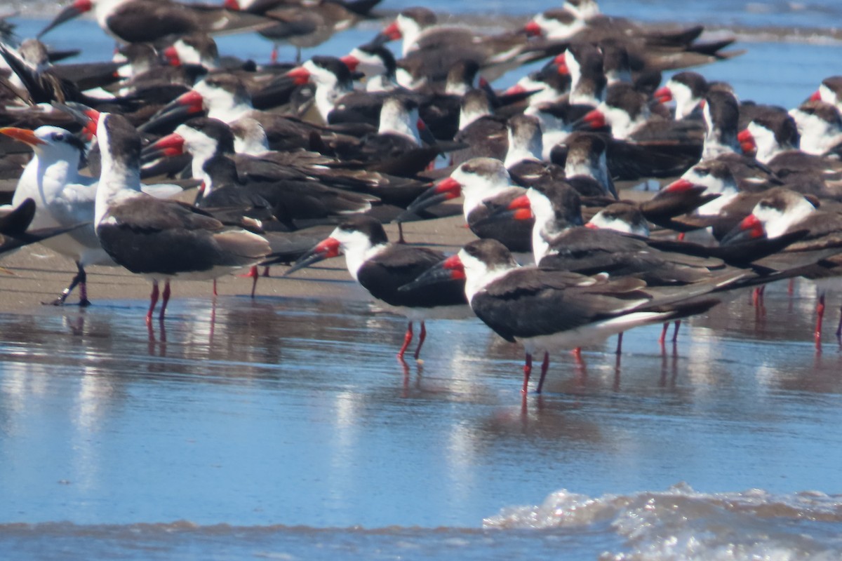 クロハサミアジサシ - ML651855891