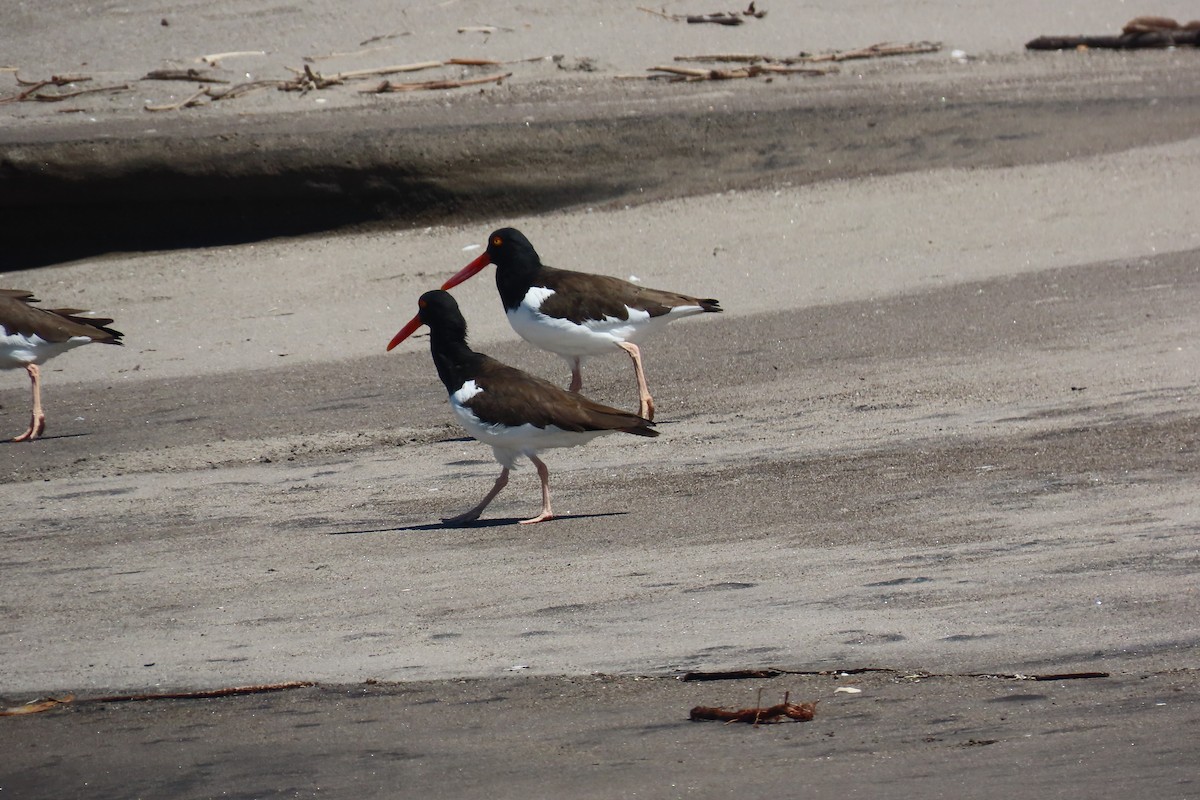 アメリカミヤコドリ - ML651856013