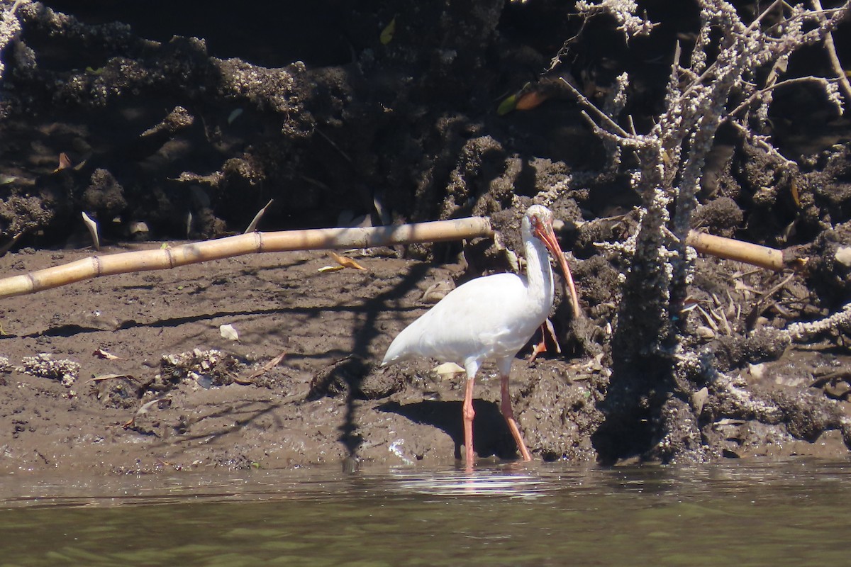 シロトキ - ML651856237