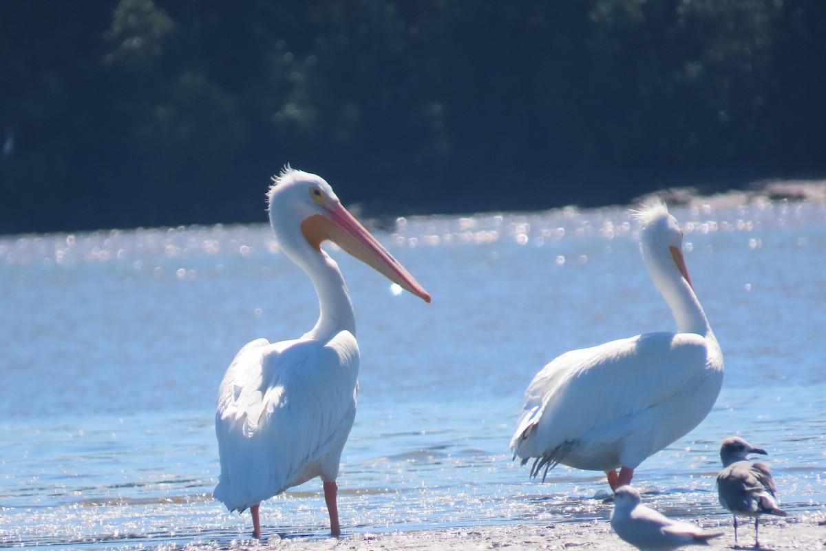 アメリカシロペリカン - ML651856298