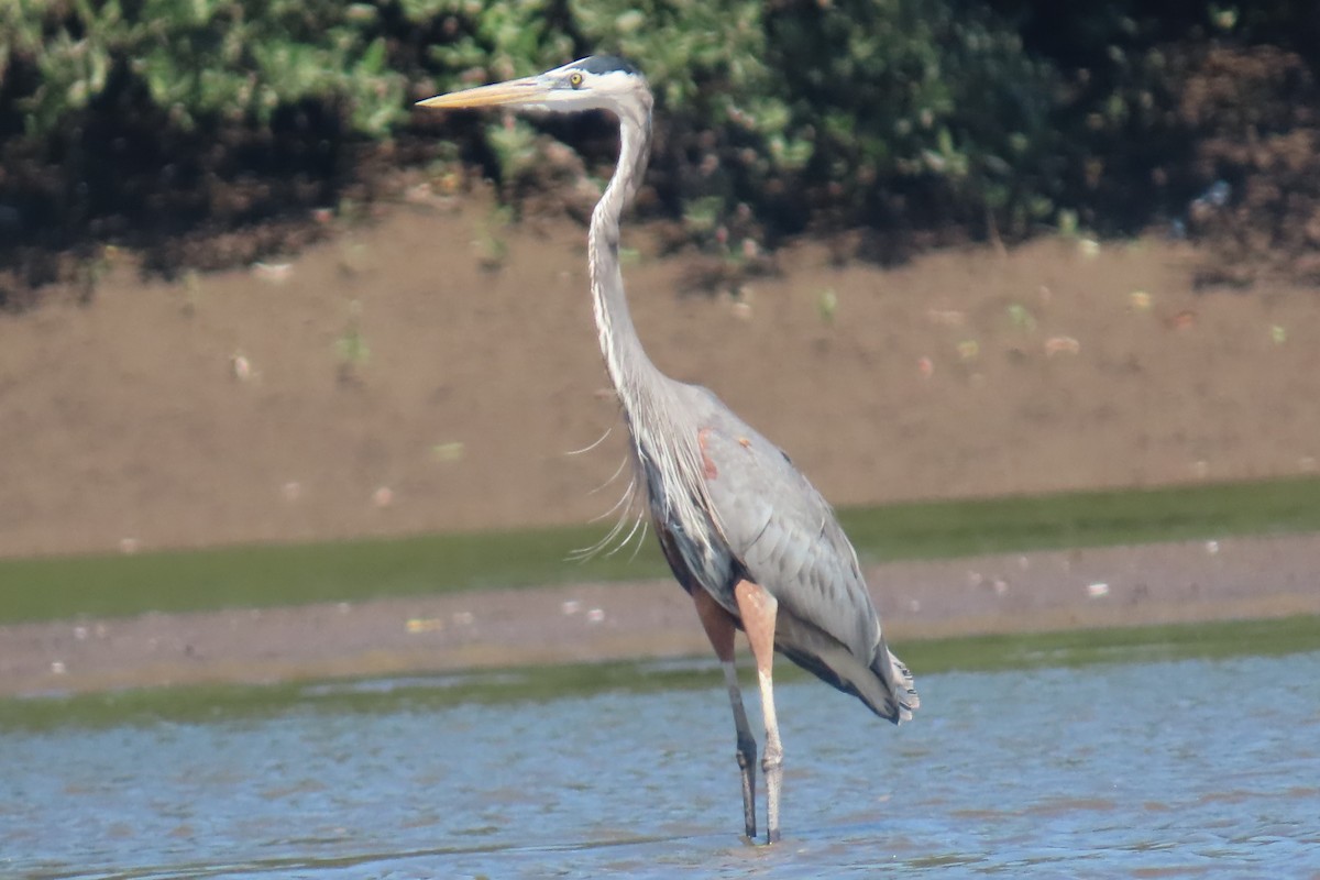 オオアオサギ - ML651856391