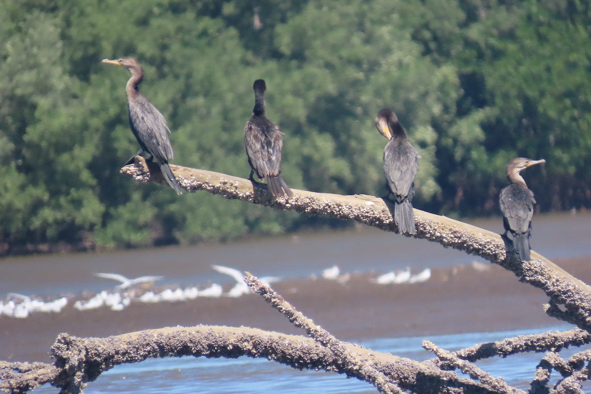 ナンベイヒメウ - ML651856435