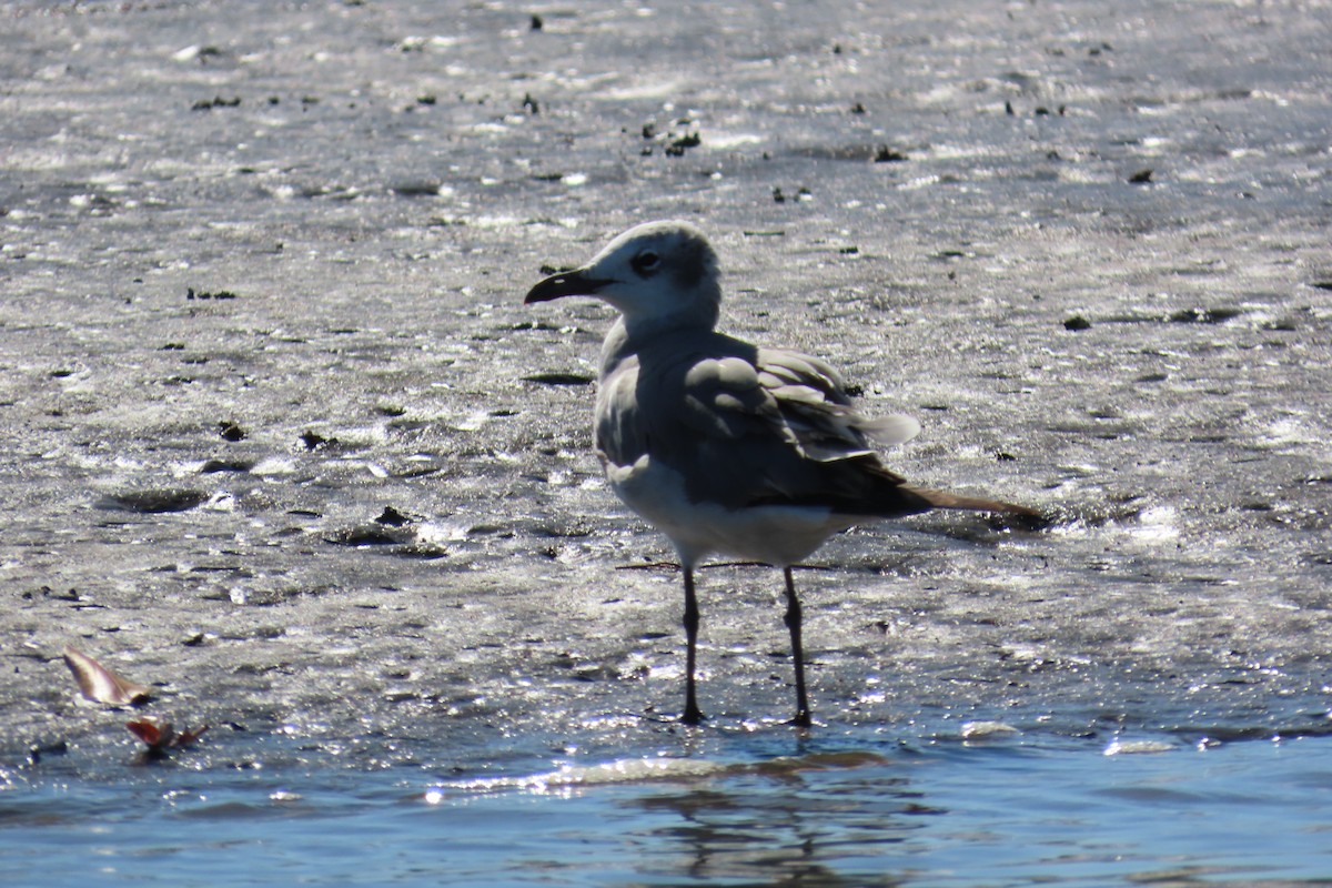 ワライカモメ - ML651856697