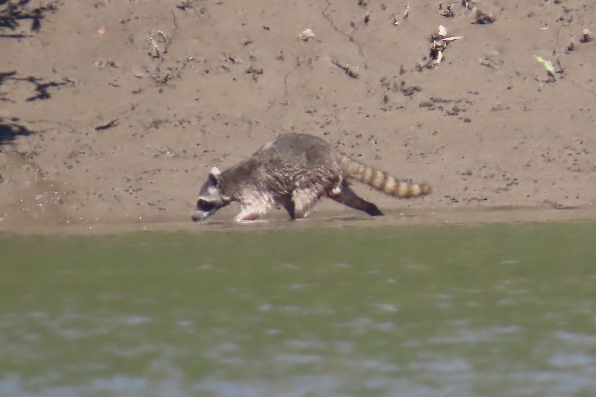 動物界 - ML651856755