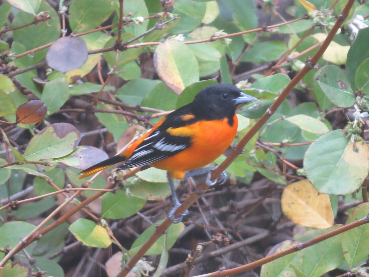 ボルチモアムクドリモドキ - ML651856788