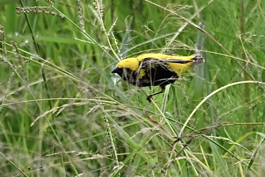 Euplecte vorabé - ML651856853