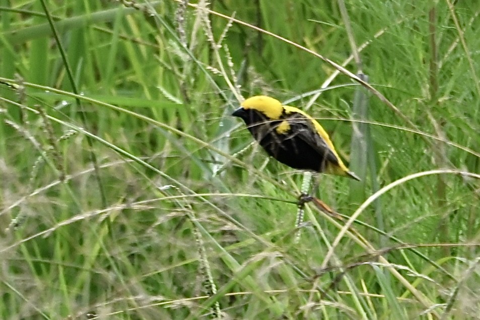 Euplecte vorabé - ML651856854