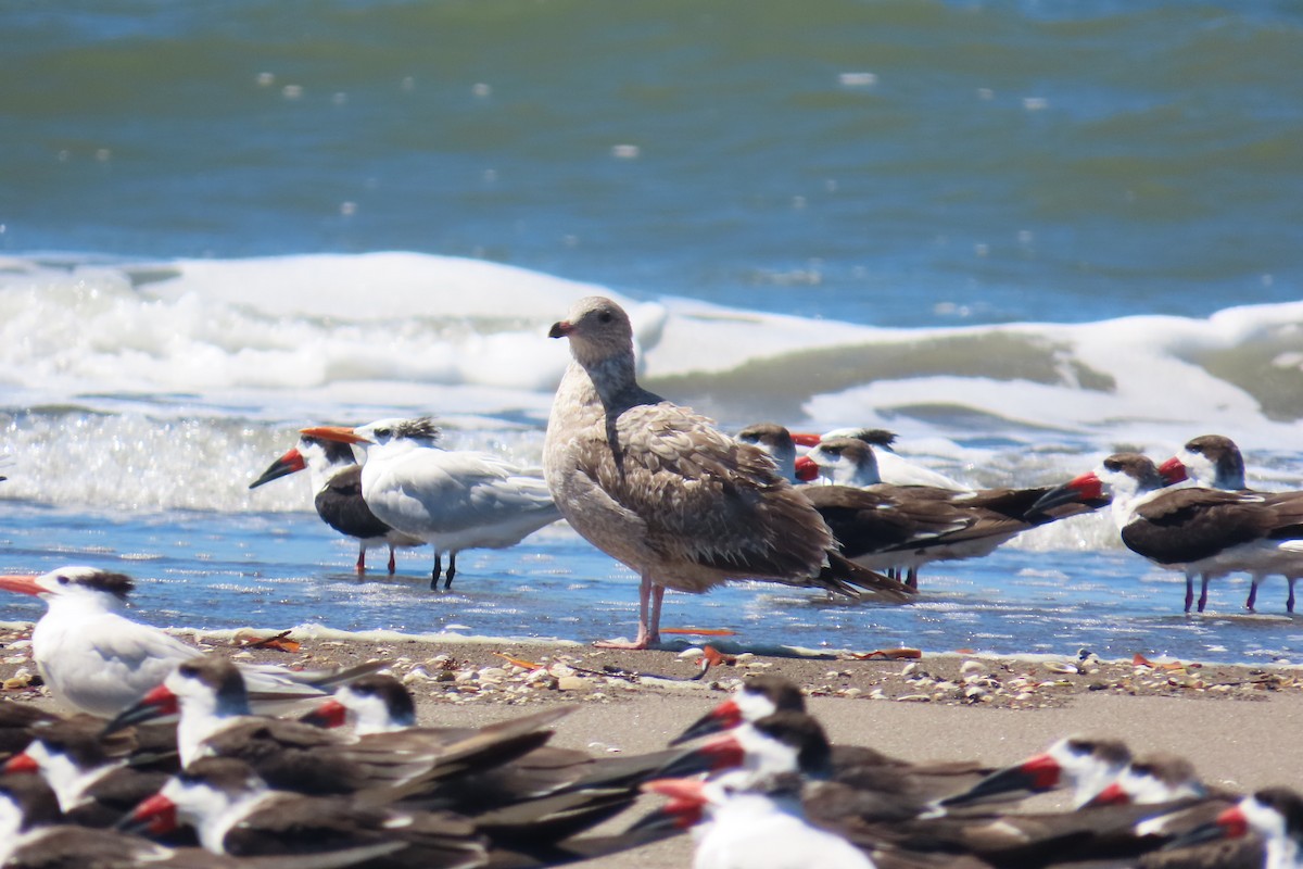 アメリカセグロカモメ - ML651856964