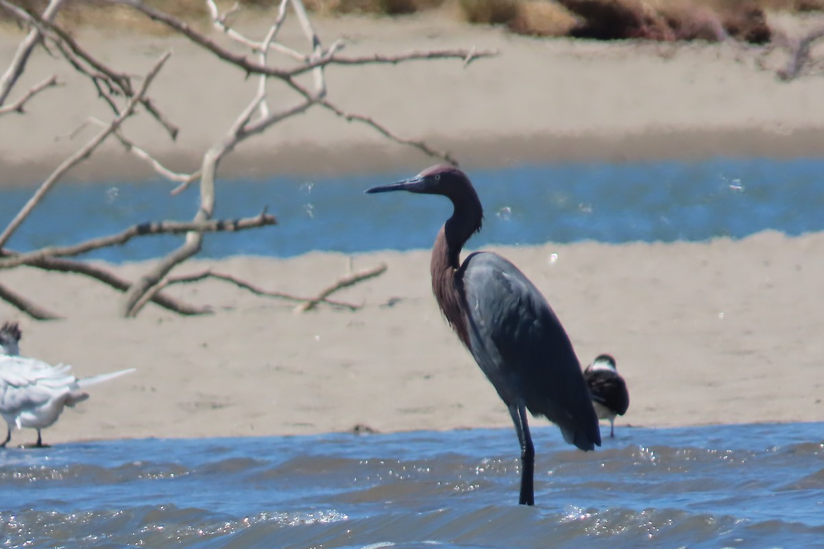 アカクロサギ - ML651857007