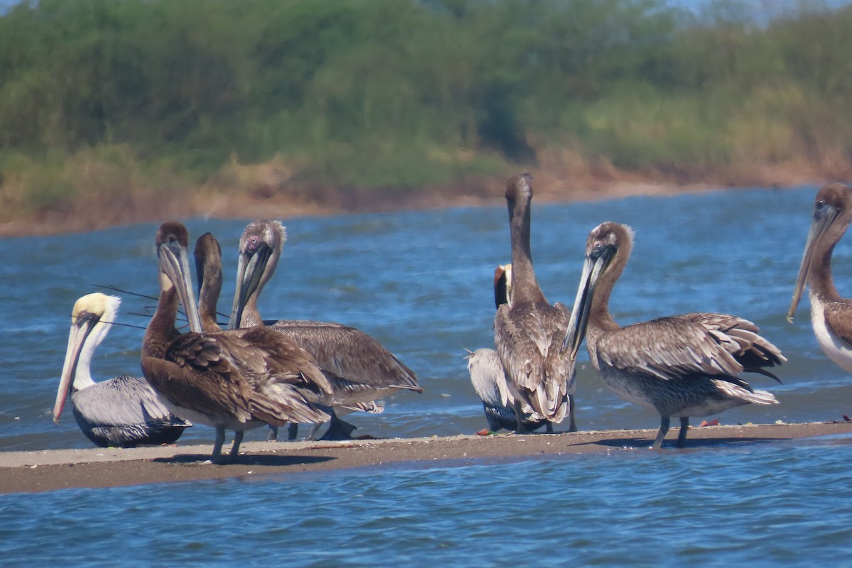 カッショクペリカン - ML651857033