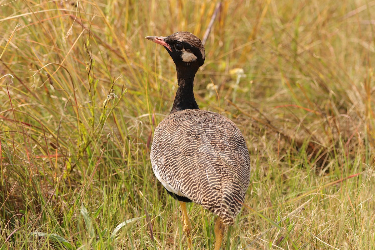 Белокрылый корхан - ML651857607