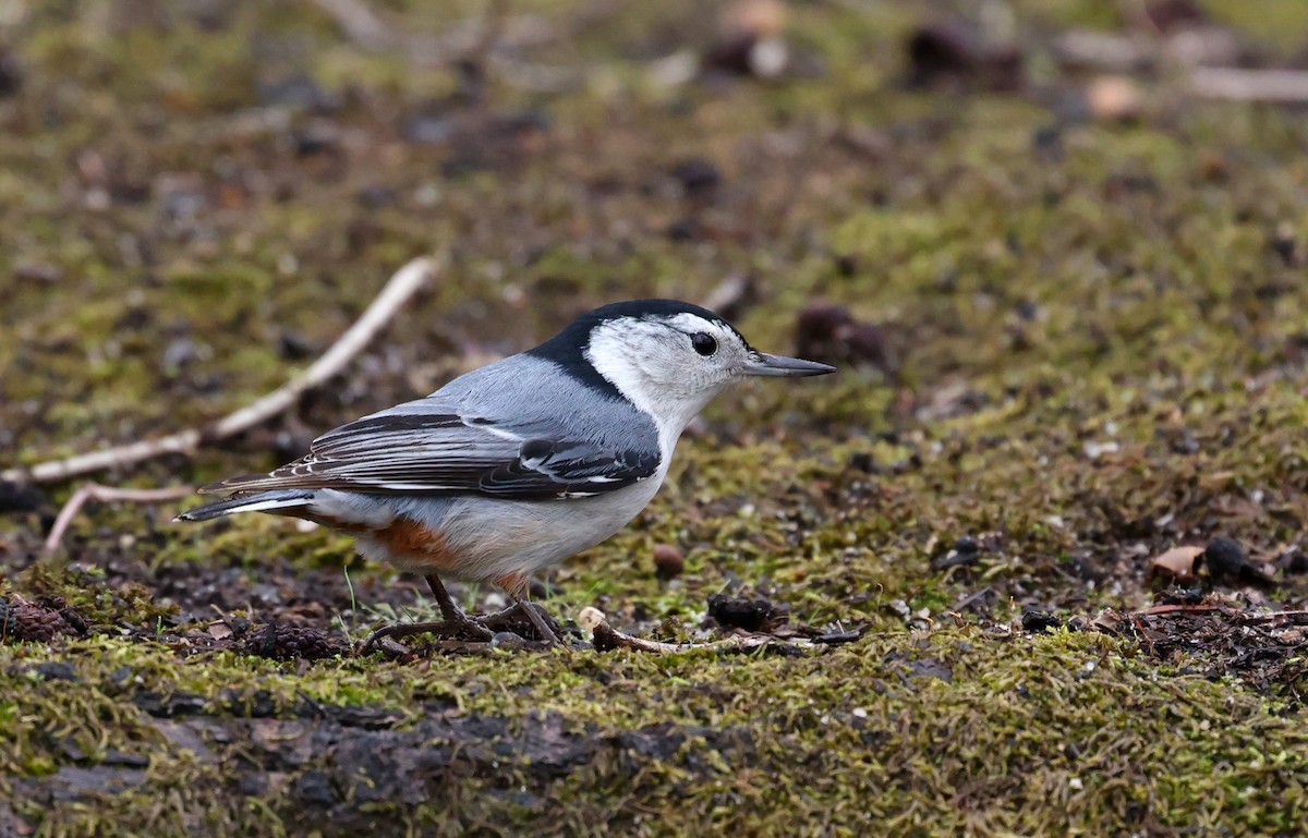 White-breasted Nuthatch - ML651858337