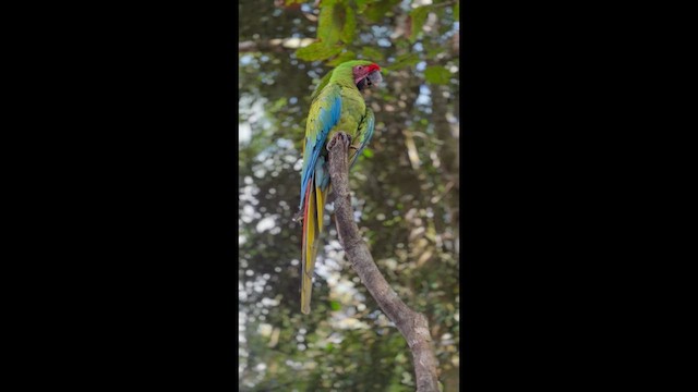 Great Green Macaw - ML651858616