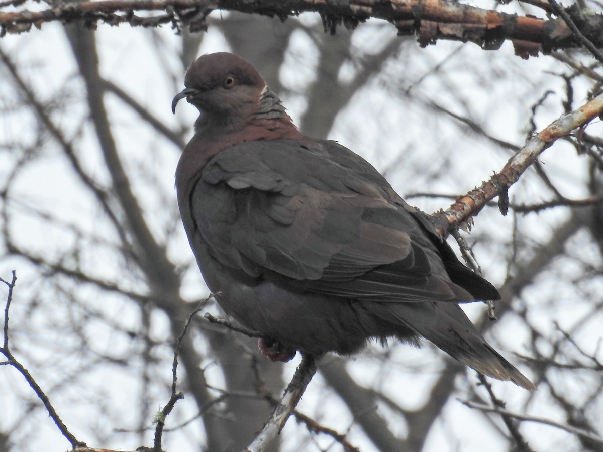 mapuchedue - ML651859266