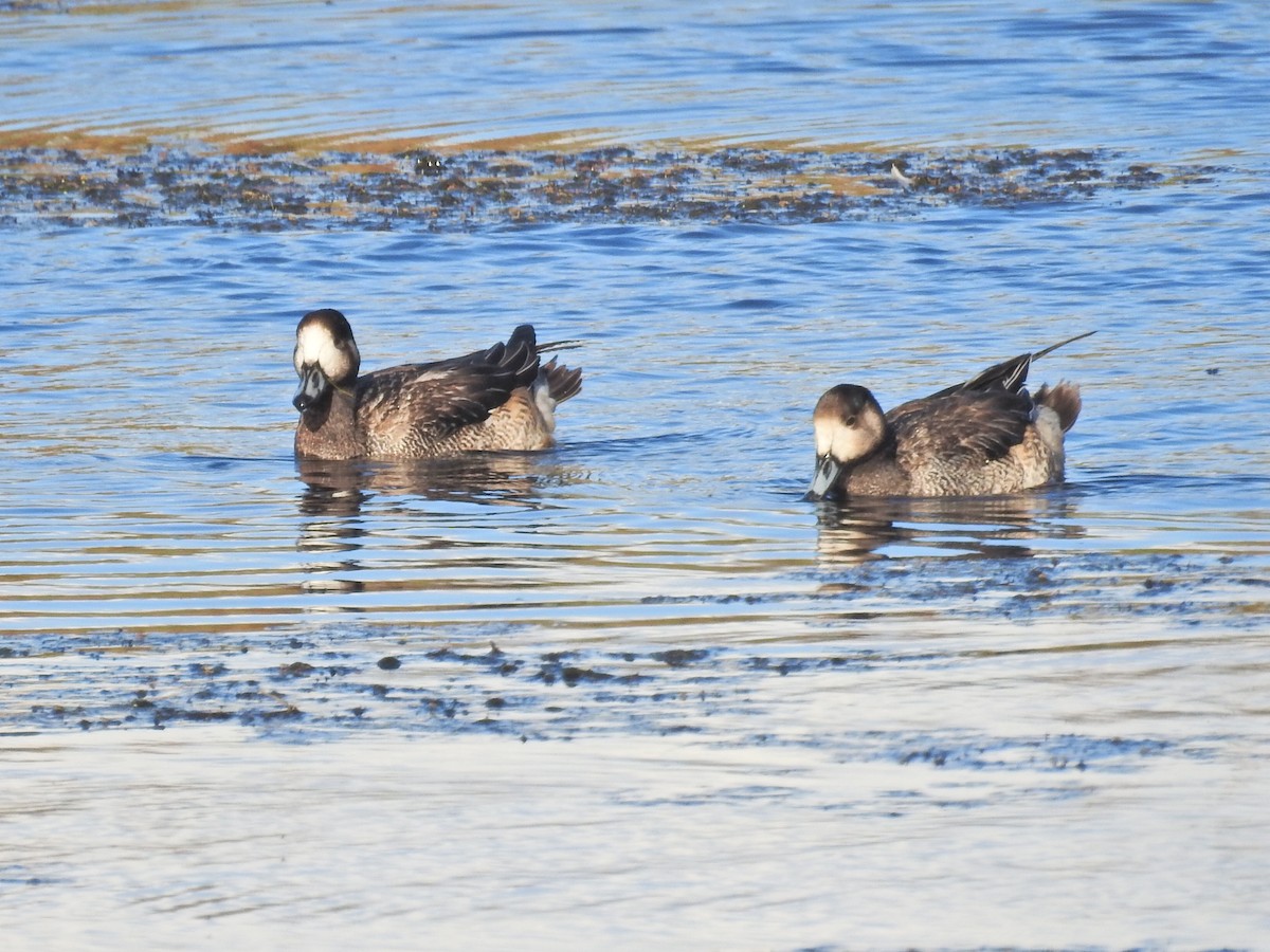 sørblesand - ML651859442