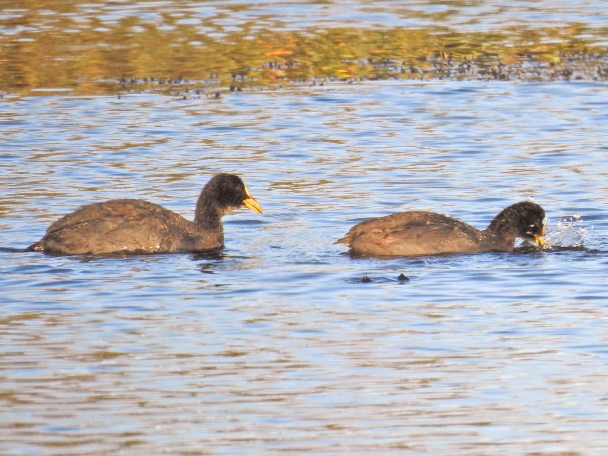 hosebåndsothøne - ML651859565